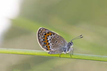 Small butterfly Lycaenidae (Plebejus argus) on grass