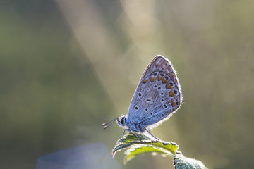 Small butterfly Plebejus argus on leaf