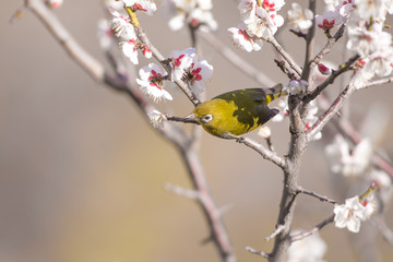 梅の花とメジロ