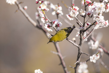 梅の花とメジロ