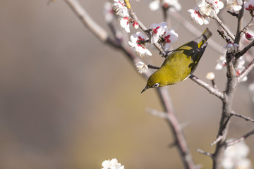 梅の花とメジロ