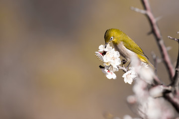 梅の花とメジロ