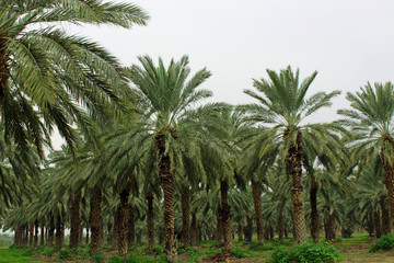 Fototapeta premium Palm forest Israel