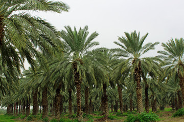 Obraz na płótnie Canvas Palm forest Israel
