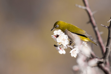 梅の花とメジロ