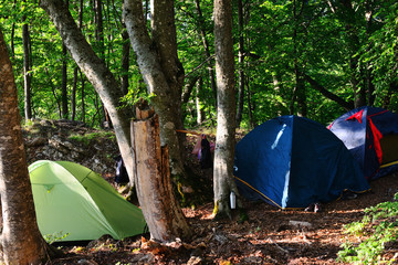 Tents in the green forest