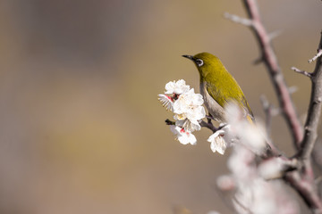 梅の花とメジロ