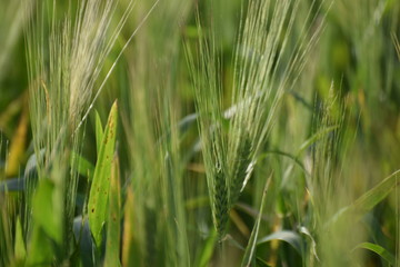 green summer field in northern Cyprus