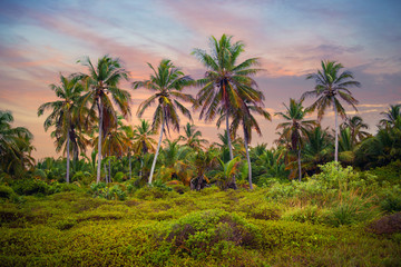 The tropical forest, palm trees on the beach background of palm trees.