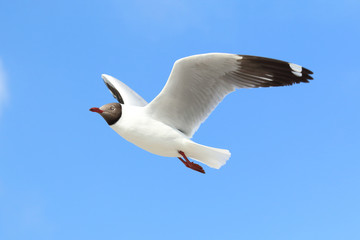 Seagull flying in the blue sky