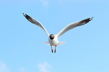Seagull flying in the blue sky