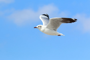 Seagull flying in the blue sky