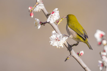 梅の花とメジロ