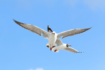 Seagull flying in the blue sky
