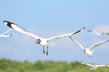 Seagull flying in the blue sky