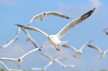 Seagull flying in the blue sky