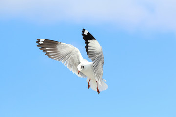 Seagull flying in the blue sky