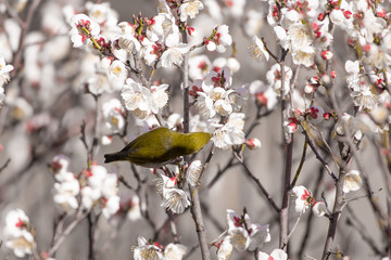梅の花とメジロ