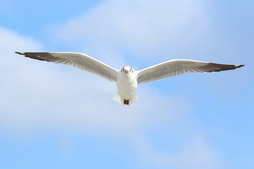 Seagull flying in the blue sky