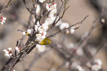 梅の花とメジロ