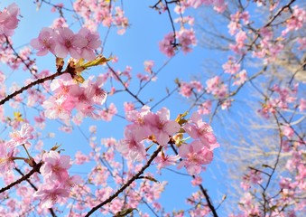 青空を背景にピンク色桜の花