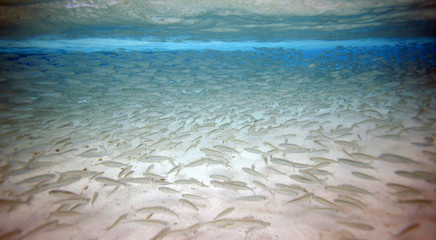 underwater world - school of tiny bright hardyheads fish swimming in a clear blue water over coral...