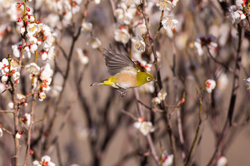 梅の花とメジロ