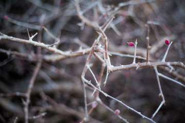 Romantic blooming bush branches in spring blurry close-up background. Shallow focus. Background in pastel, warm, brown, grey tones