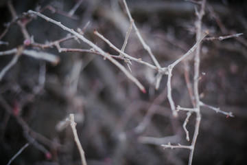Romantic blooming bush branches in spring blurry close-up background. Shallow focus. Background in pastel, warm, brown, grey tones