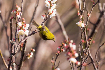 梅の花とメジロ