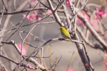 梅の花とメジロ
