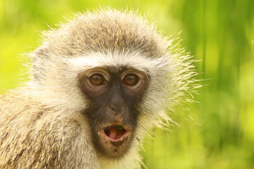 Shocked monkey