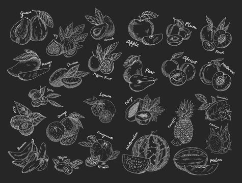Sketches of isolated fruits. Vegetarian food or nutrition