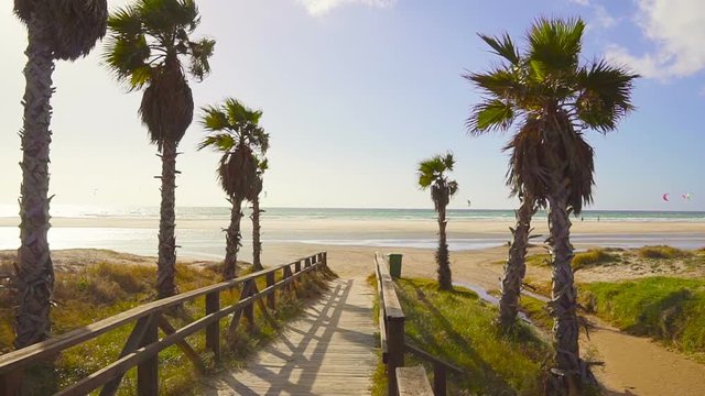 Palm trees with wooden bridge on sea in the background, Spain