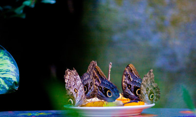 Colorful Butterflies Eating