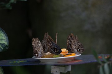 Butterflies eating