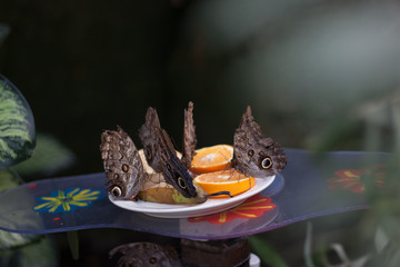 Group of Butterflies