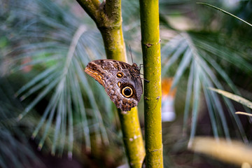 Butterfly on Branch