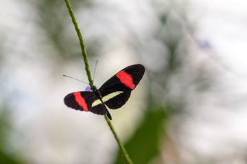 Butterfly Red Black