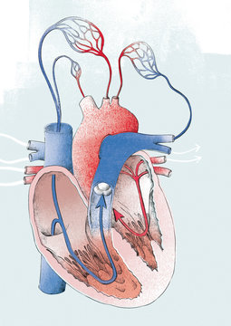 Illustration of human heart isolated on white background