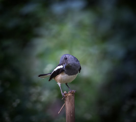 Oriental magpie robin ( Copsychus saularis )