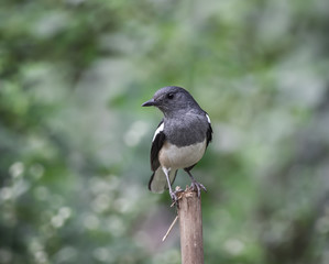 Oriental magpie robin ( Copsychus saularis )