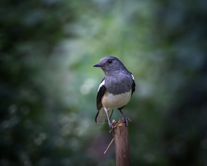Obraz premium Oriental magpie robin ( Copsychus saularis )