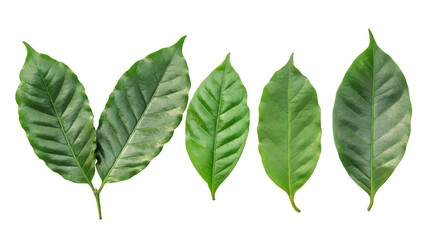 arabica coffee leaf on a white background.