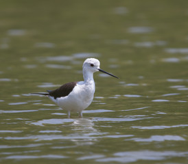 Black-winged Stilt (Himantopus himantopus)