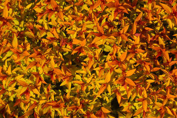 Beautiful small orange leaves background for your autumn design. Decorative japanese garden bush foliage nature texture