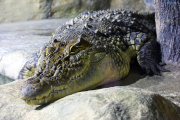 Terrible crocodile portrait. Crocodylus niloticus animal resting near the river in nature. Wildlife background with Dangerous predator