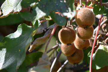 Actinidia deliciosa