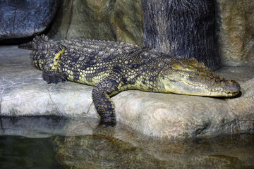 Terrible crocodile reptile. Crocodylus niloticus animal resting near the river in nature. Wildlife background with Dangerous predator in profile view