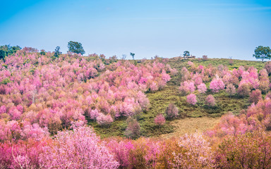 Pink flower landscape in thailand